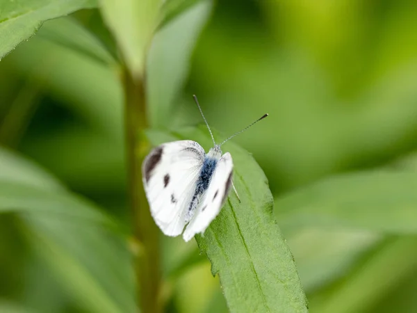 Primer Plano Una Hermosa Mariposa Blanca Repollo Sentado Hoja —  Fotos de Stock