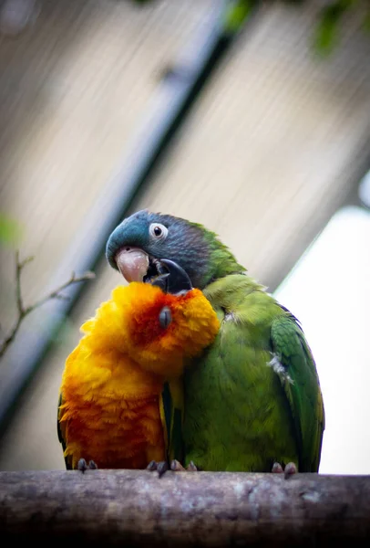 Endearing Shot Sun Conure Blue Crowned Conure Perched Branch — Stock Photo, Image