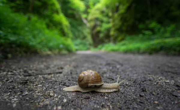 Een Close Shot Van Een Slak Lopend Grond — Stockfoto