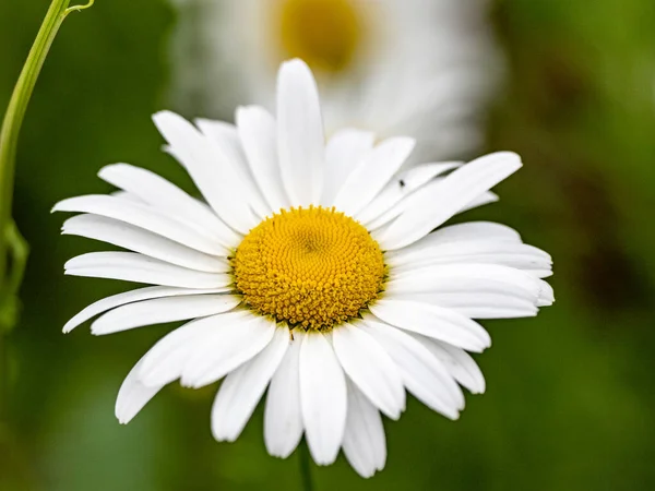 Närbild Vackra Tusensköna Blomma Suddig Bakgrund — Stockfoto