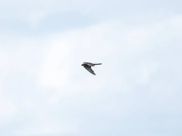 Ângulo Baixo Kestrel Eurasiano Falco Tinnunculus Pairando Céu — Fotografia de Stock