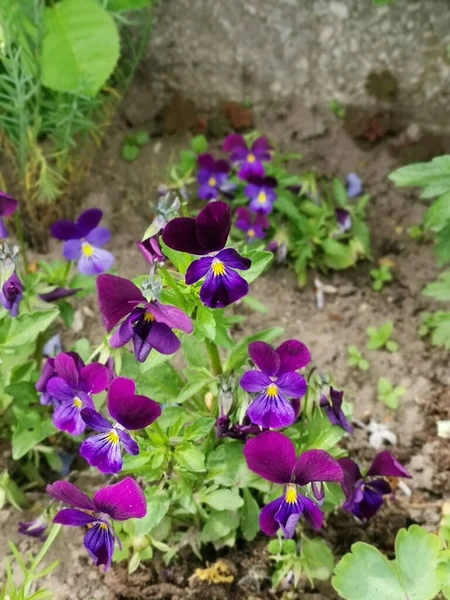 Plano Vertical Bellas Pantaletas Púrpuras Creciendo Jardín — Foto de Stock