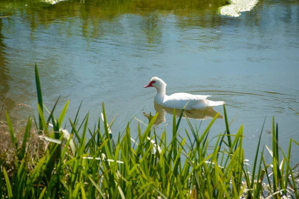 Ein Schöner Blick Auf Eine Weiße Gans Die See Schwimmt — Stockfoto