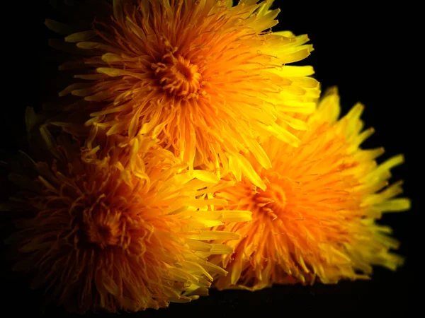 Closeup Shot Dandelion Yellow Petals Isolated Black Background — Stock Photo, Image