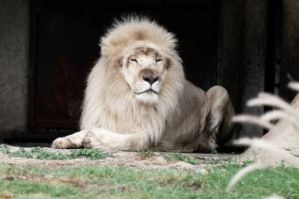 Hermoso León Blanco Zoológico — Foto de Stock