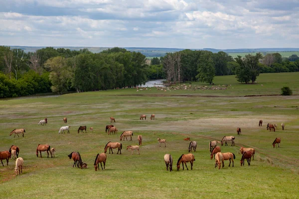 Harras Caballos Marrones Potros Pastando Campo Prados —  Fotos de Stock