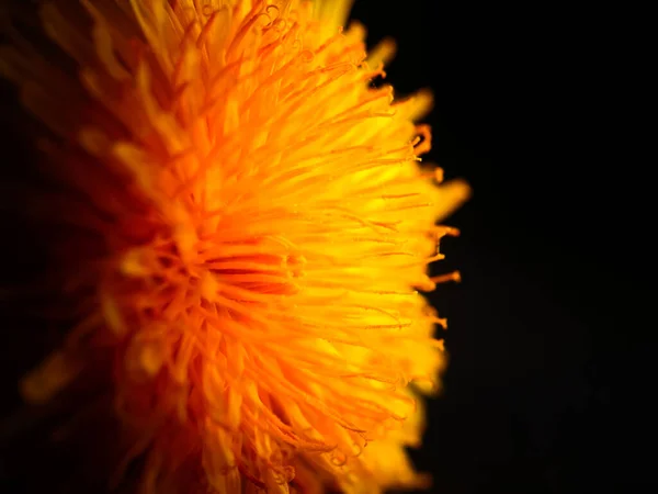 Closeup Shot Dandelion Yellow Petals Isolated Black Background — Stock Photo, Image