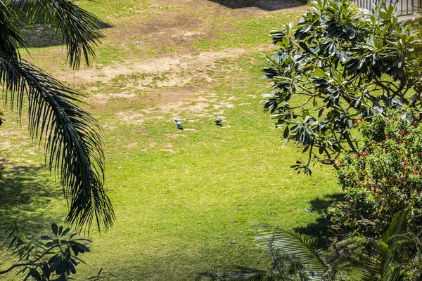 Dos Pájaros Pastizales Rodeados Varias Plantas Día Soleado — Foto de Stock