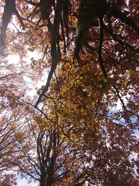 Colpo Basso Bellissimi Alberi Autunnali Con Foglie Gialle — Foto Stock