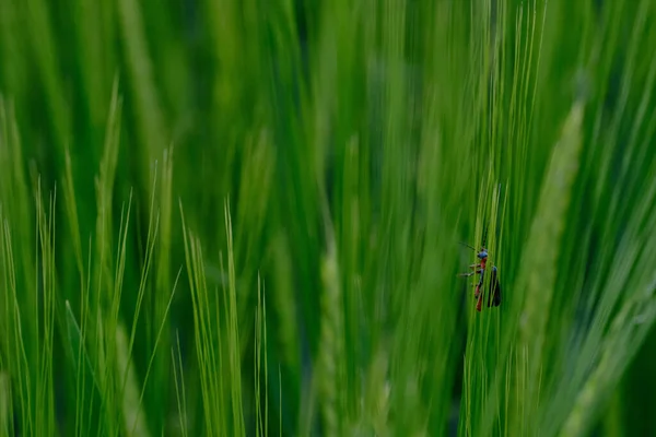 Closeup Single Bug Perching Wheatear — Photo