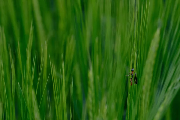 Closeup Single Bug Perching Wheatear — kuvapankkivalokuva