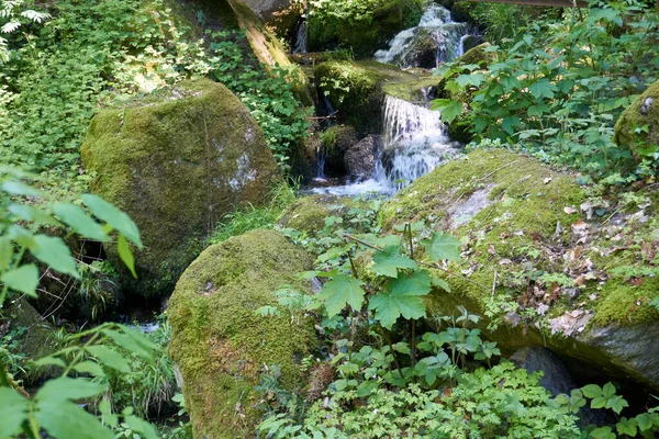 Hermoso Río Bosque Que Fluye Sobre Rocas Rodeadas Densa Vegetación —  Fotos de Stock