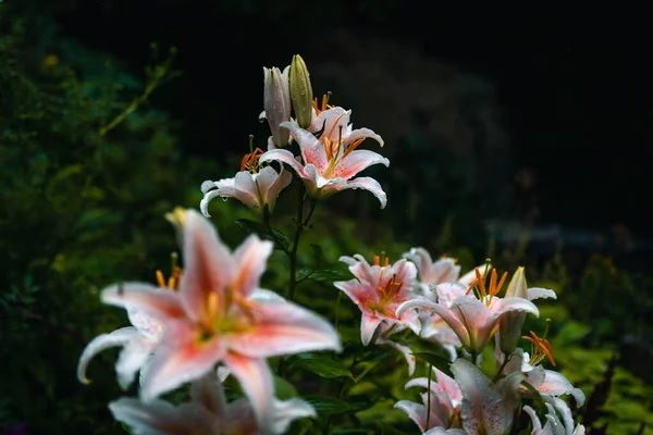 Ένα Κοντινό Πλάνο Όμορφα Λουλούδια Κρίνου — Φωτογραφία Αρχείου