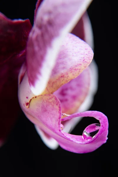Gros Plan Sur Une Goutte Eau Sur Pétale Orchidée Papillon — Photo