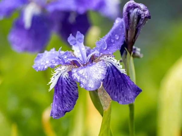 Eine Schöne Aufnahme Von Violetten Irisblumen Auf Verschwommenem Hintergrund — Stockfoto