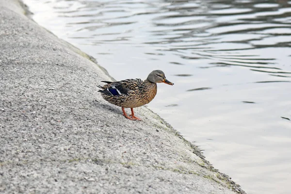 Lindo Ánade Real Hembra Solitario Descansando Junto Estanque —  Fotos de Stock