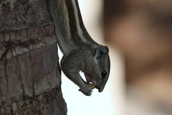 Portrait Adorable Tamias Gris Mangeant Biscuit Allongé Sur Tronc Arbre — Photo