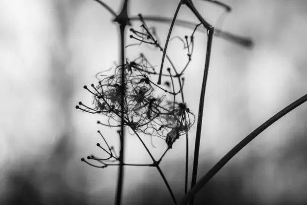 Серый Крупный План Высушенного Цветка Семенами — стоковое фото