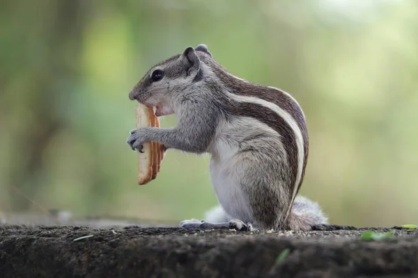 Een Close Shot Van Een Schattige Grijze Eekhoorn Die Een — Stockfoto