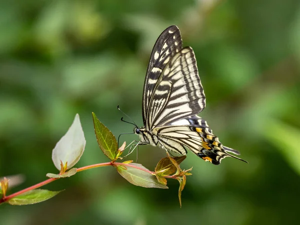 一只美丽的中国黄燕尾蝴蝶栖息在植物上的特写 — 图库照片