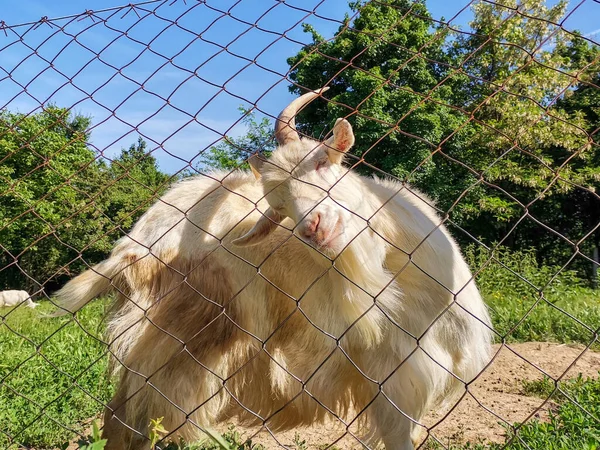 Closeup Shot Male Saanen Goat Interlink Fence Farm — Stock Photo, Image