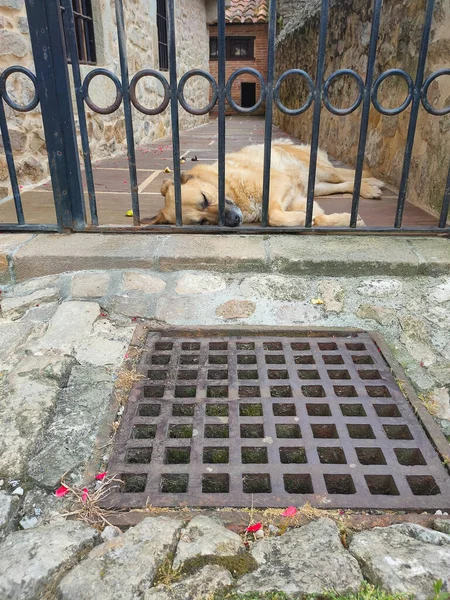 Вертикальный Снимок Очаровательной Собаки Спящей Металлическим Забором Возле Решетки Дренажа — стоковое фото