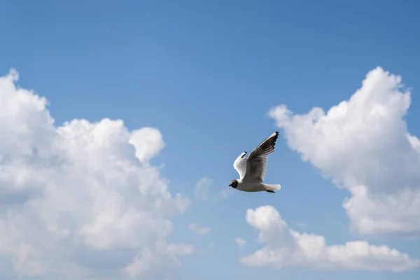 Une Mouette Caspienne Volant Dans Ciel Nuageux — Photo