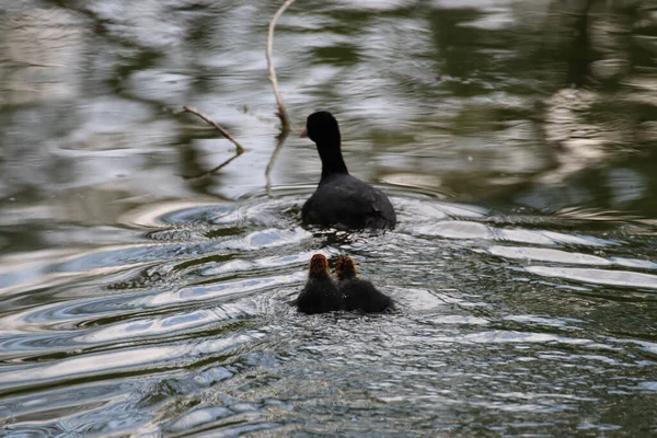 Gros Plan Canard Noir Ses Bébés Nageant Dans Lac — Photo