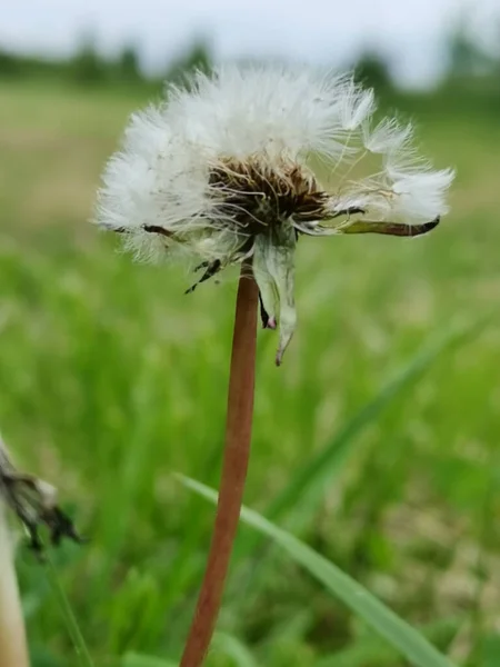 Tarlada Çiçek Açan Bir Karahindibanın Dikey Çekimi — Stok fotoğraf