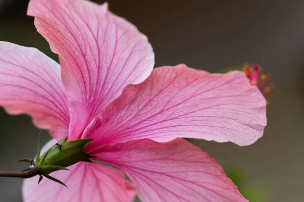 Pink Petals Hibiscus Flower Stamens — Stock Photo, Image