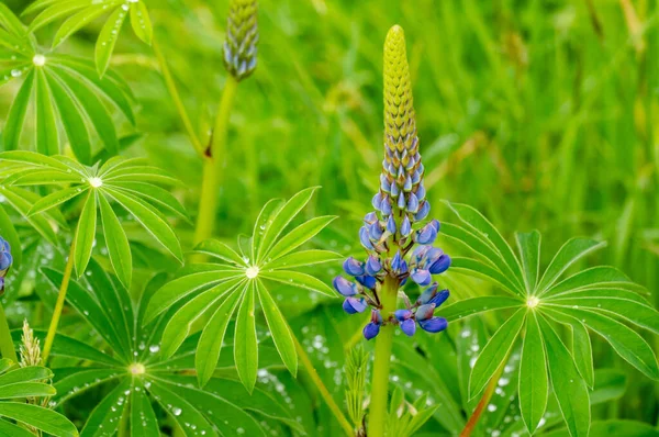 Gros Plan Fleurs Lupin Poussant Dans Champ — Photo