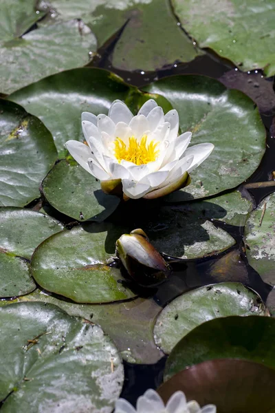 Beautiful Water Lily Leaves Water — Stock Photo, Image