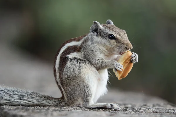 一只可爱的灰色花栗鼠站在石头表面吃饼干的特写镜头 — 图库照片