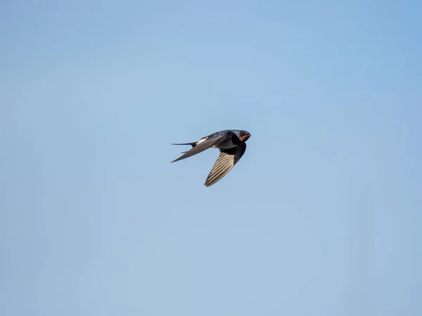 Beautiful Shot Barn Swallow Hirundo Rustica Gutturalis Hovering Blue Sky — Stock Photo, Image