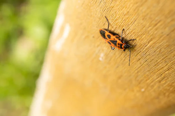 Closeup Shot Soldier Bug Wood — Stock Photo, Image