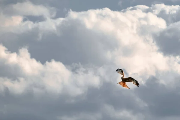 Flying Kite Bird Wings Wide Open Cloudy Sky Background — Foto Stock