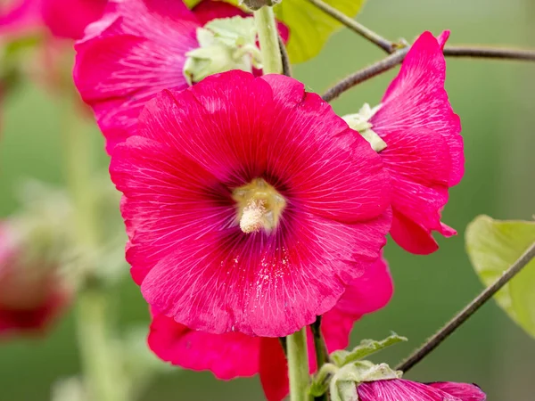 Крупним Планом Красиві Яскраво Рожеві Квіти Мальви — стокове фото