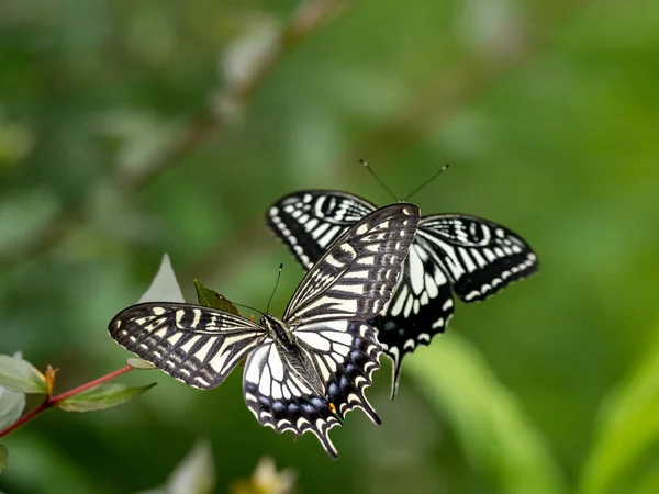 Güzel Bir Çin Sarı Kırlangıç Kuyruğu Papilio Xuthus Kelebekleri Bitkinin — Stok fotoğraf
