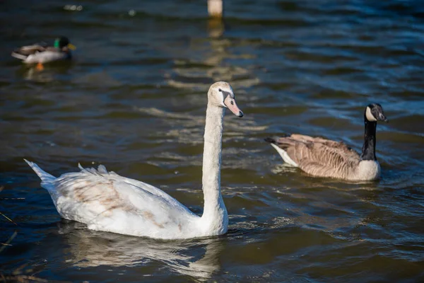 Een Jonge Stomme Zwaan Een Meer Met Gans — Stockfoto