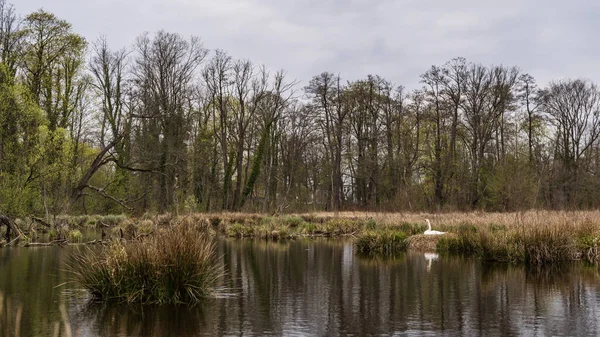 Ein Einsamer Stummer Schwan Der Friedlichen Seeufer Ruht — Stockfoto