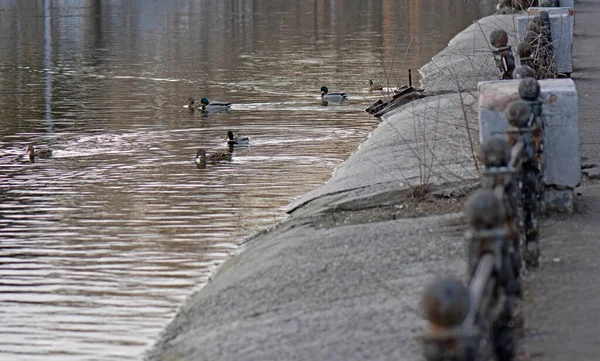 Una Vista Ánades Reales Flotantes Estanque Parque —  Fotos de Stock