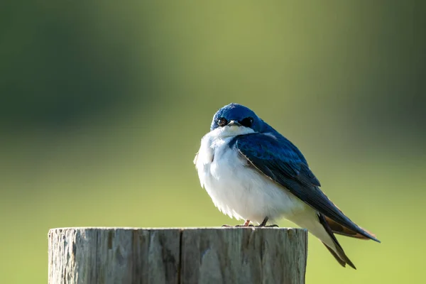 Eine Selektive Fokusaufnahme Eines Auf Einem Baumstumpf Hockenden Schwalbenvogels — Stockfoto