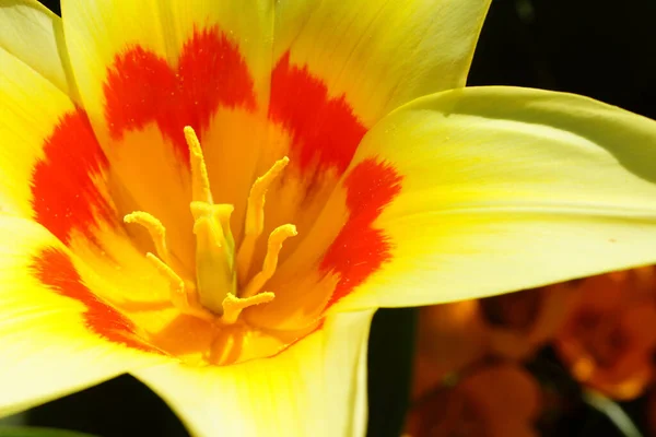 Eine Gelbe Tulpe Mit Stigma Und Staubgefäßen — Stockfoto