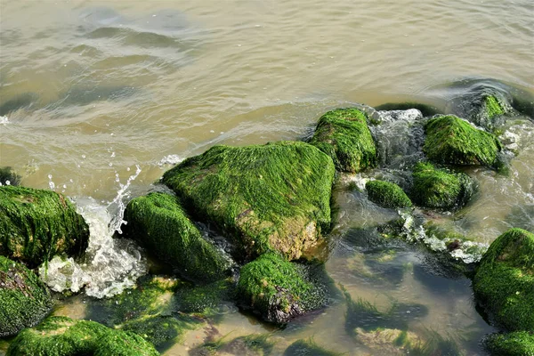 Rotsen Bedekt Met Groen Mos Aan Kust Van Zee — Stockfoto