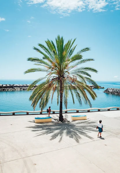 Een Verticaal Schot Van Een Grote Palm Boom Kustlijn Wandelweg — Stockfoto