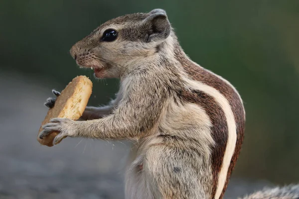 귀여운 다람쥐가 표면에 과자를 — 스톡 사진