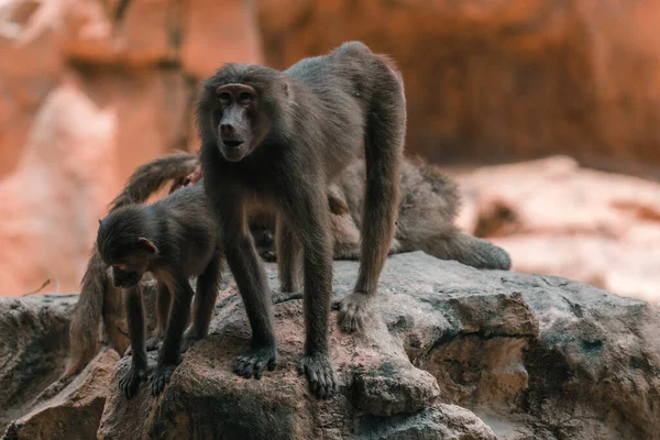 Дві Бабуїнові Мавпи Скелі — стокове фото