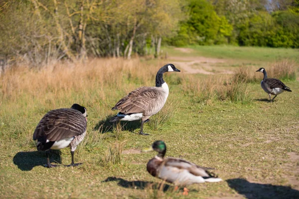 Canada Geese Duck Filed — Stock Photo, Image