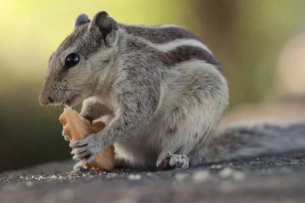 一只可爱的灰色花栗鼠站在石头表面吃饼干的特写镜头 — 图库照片