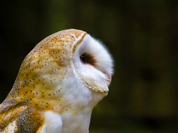 Μια Επιλεκτική Φωτογραφία Του Snowy Owl Σκοτεινό Φόντο — Φωτογραφία Αρχείου